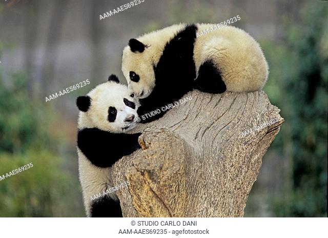 Giant Panda (Ailuropoda Melanoleuca), Babies, Wolong, Sichuan, China, Sichuan Giant Panda Sanctuary, Man & Biosphere Protected Area, Unesco