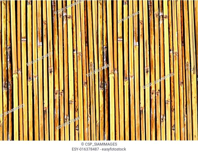Bamboo background illustration