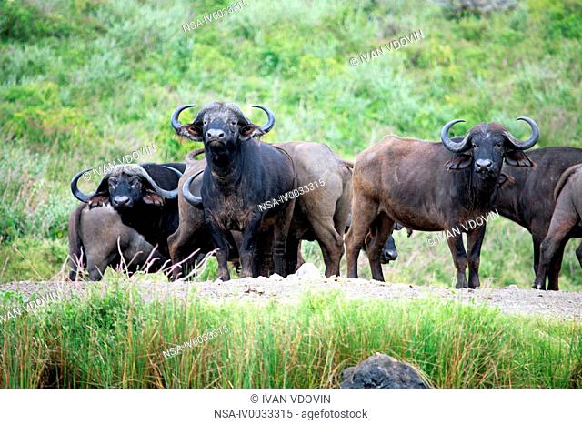 Syncerus caffer African Buffalo, Arusha national park, Tanzania