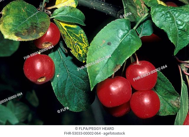 Crab Apple Malus x robusta fruit, stays on boughs for long time