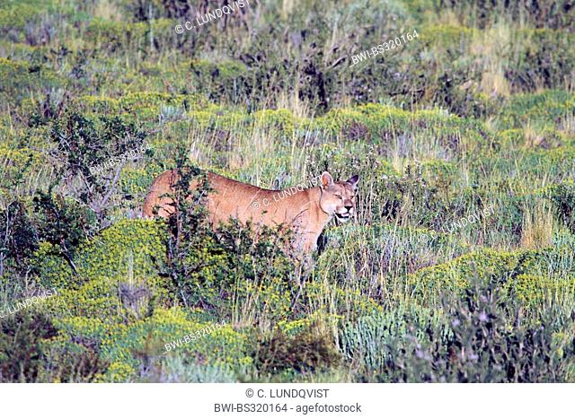 Puma, Mountain lion, Cougar (Puma concolor, Profelis concolor, Felis concolor), looking around, Chile, Ultima Esperanza, Torres del Paine National Park