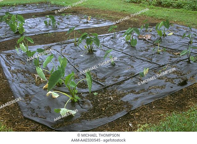 Taro in modern Bed, Fabric Mulch, Drip Irrigation, Big Island, Hawaii (Colocasia esculenta)