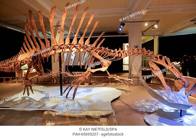 The skeleton of a 'Spinosaurus' on exhibition in the museum for natural history in Berlin, Germany, 8 February 2016. The 'Spinosaurus' is the first skeleton of...