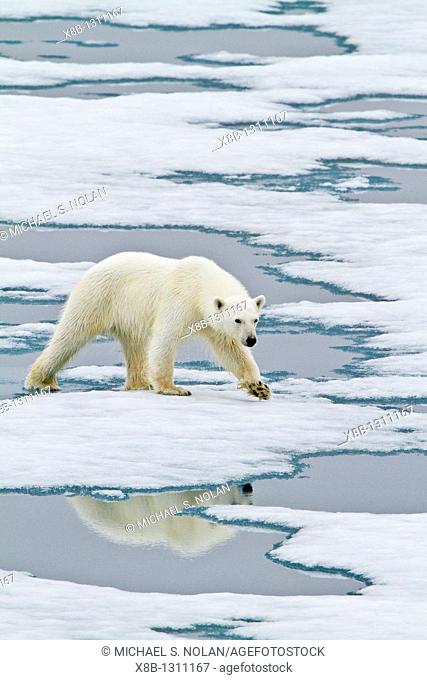Young curious female polar bear Ursus maritimus approaches the Lindblad Expedition ship National Geographic Explorer on fast ice near Hinlopen Strait off the...