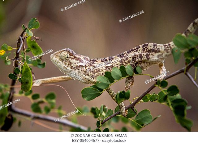 Flap-necked chameleon on a branch in the Selati Game Reserve, South Africa