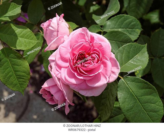 Rosa Gertrude Jekyll, English Rose, Austin Rose