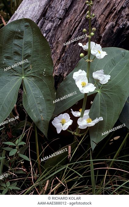 Arrowhead (Sagittaria latifolia) Great Swamp NWR, NJ