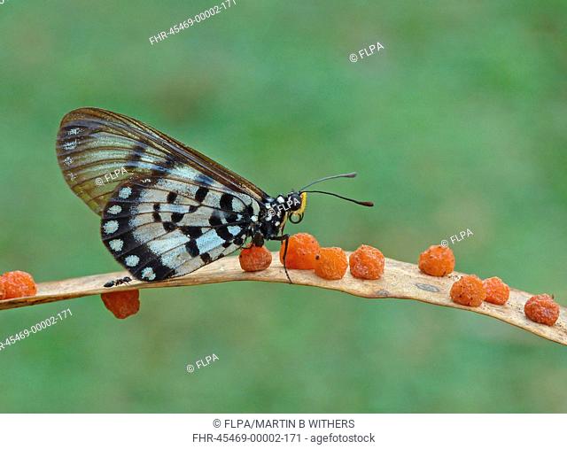 Glasswing Acraea andromacha adult, resting on eucalyptus leaf with galls and ant, Kakadu, Northern Territory, Australia, september