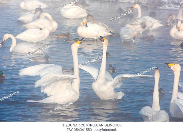 Beautiful white whooping swans swimming in the nonfreezing winter lake. The place of wintering of swans, Altay, Siberia, Russia
