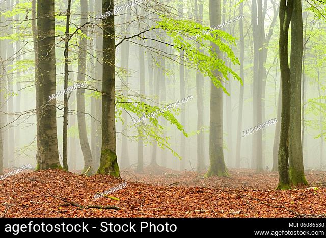 Beech forest in early spring, dense fog, Kellerwald-Edersee Nature Park, Hesse, Germany
