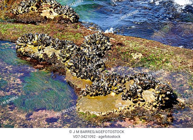 California mussel (Mytilus californianus) is an edible bivalve. This photo was taken in San Diego coast, California, USA