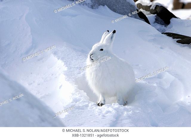 Adult Arctic Hare Lepus arcticus in winter coloration on the snow-drift covered rocky shore of Hudson Bay near Churchill, Manitoba, Canada
