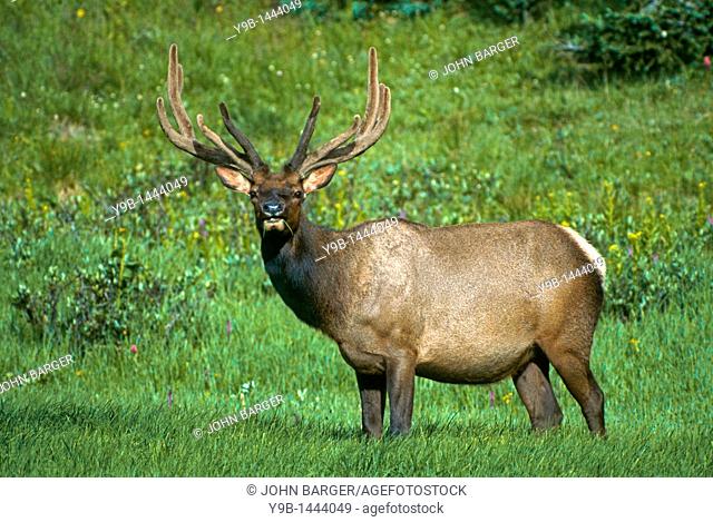 ROCKY MOUNTAIN ELK Cervus canadensis nelsonii bull male in summer meadow, Rocky Mountain National Park, Colorado, USA