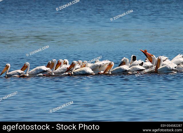 American white pelicans on lake Michigan