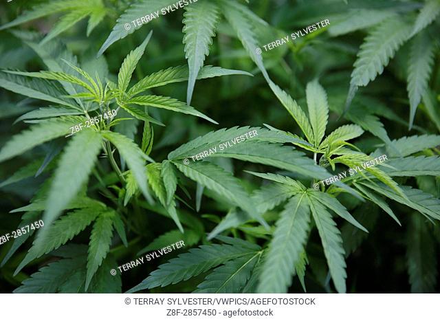 Marijuana grows on a farm on July 10, 2015. Yurok Indian Reservation, California, United States