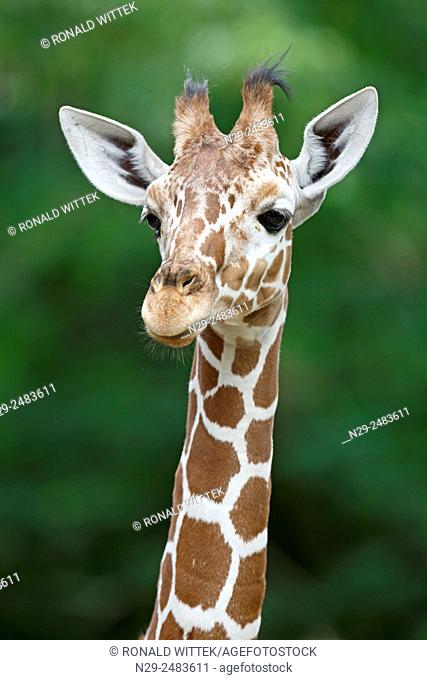 Reticulated Giraffe (camelopardalis reticulata), young, captive, Germany