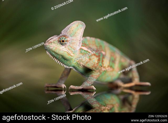 Chameleon on green background