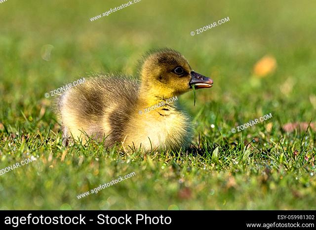 Close up of a beautiful yellow fluffy greylag goose baby gosling in spring, Anser anser is a species of large goose in the waterfowl family Anatidae