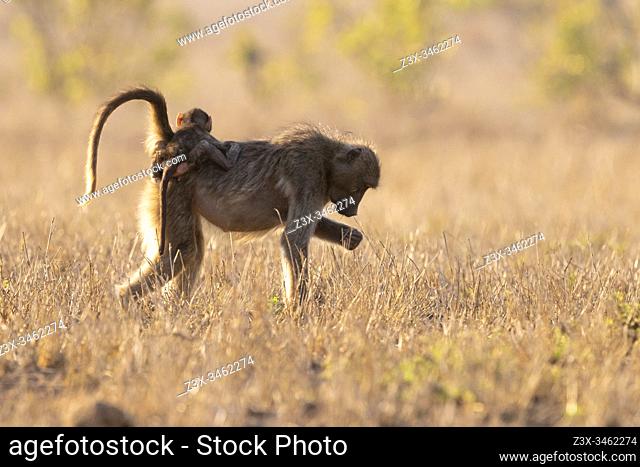 Cape Baboon (Papio ursinus), adult female carrying a cub on its back, Mpumalanga, South Africa