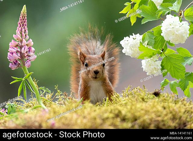 red squirrel standing behind lupines flowers
