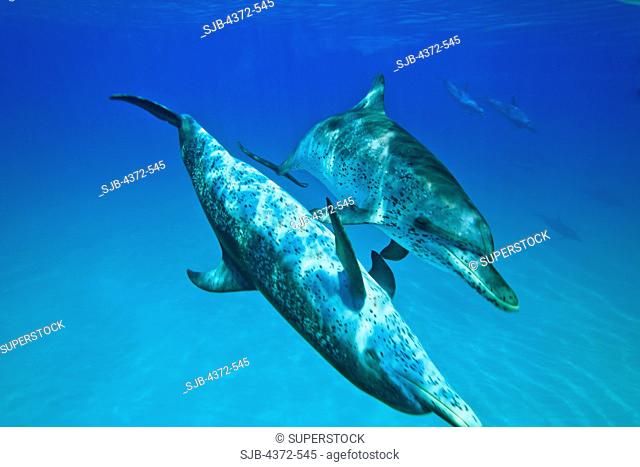 Atlantic Spotted Dolphins, Stenella frontalis
