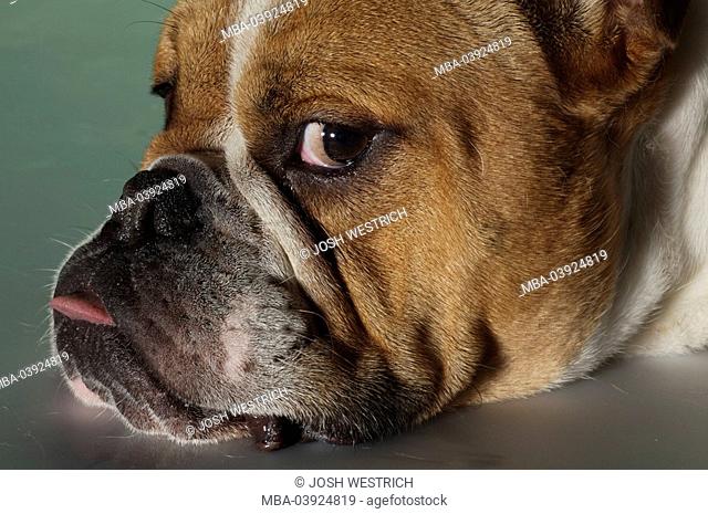 Dog, English bulldog, skeptically, side-portrait, animals, mammals, pets, house-dog, breed, race-dog, pain-breeding, bulldogs, bulldog, short-beaked, pleats