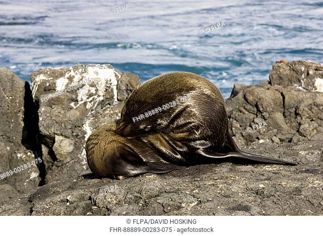 Galapagos fur seal, Arctocephalus galapagoensis, Galapagos, seal, fur seal