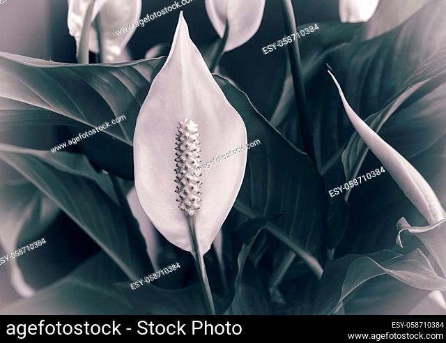Beautiful white flowers and green leaves tropical flower Spathiphyllum on a dark background