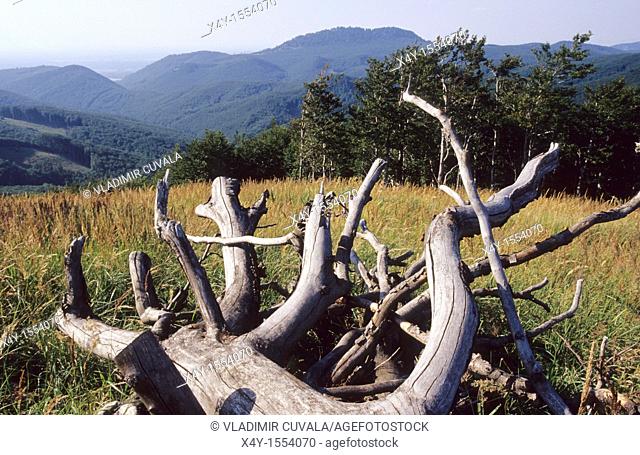 Dead, fallen tree on the summit of Skalnata, Male Karpaty