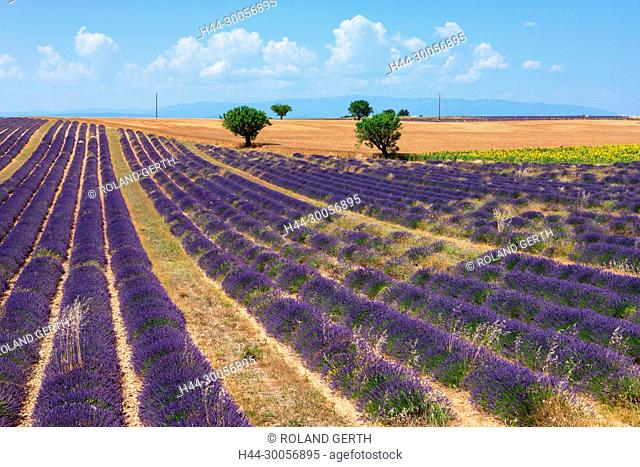France, Provence, Alpes-de-Haute-Provence, lavender, sunflowers, Valensole