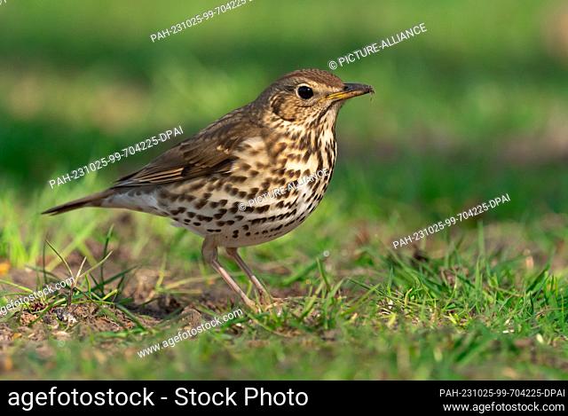 09 April 2023, Lower Saxony, Friesoythe: 09.04.2023, Friesoythe. A song thrush (Turdus philomelos) stands in a meadow. Wolfram Steinberg/dpa Photo: Wolfram...