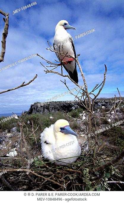 Red-footed Booby - at nest (Sula sula). Wolf Island Galapagos