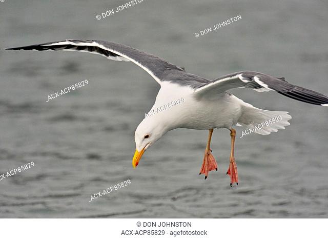 Western Gull (Larus occidentalis), Morro Bay, California, USA