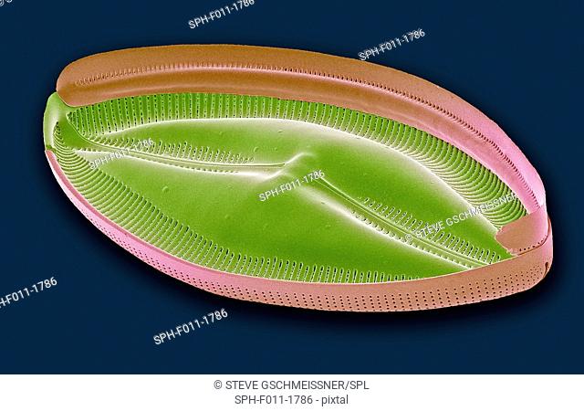 Diatom. Coloured scanning electron micrograph (SEM) of a single diatom. Diatoms may be extremely abundant in both freshwater and marine ecosystems; it is...