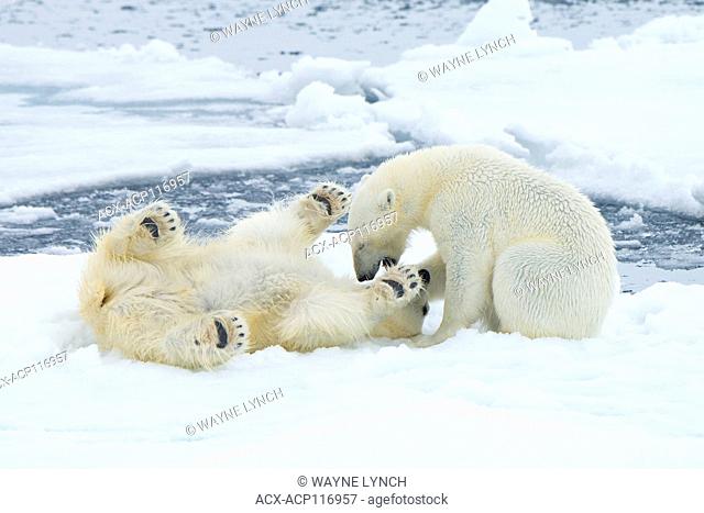 Adult female polar bears (Ursus maritimus) interacting on the sea ice, Svalbard Archipelago, Arctic Norway