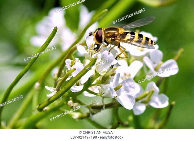 Hoverfly Alliaria petiolata