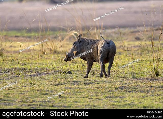 Common warthog (Phacochoerus africanus), dorsal view, South Luangwa, Zambia, Africa