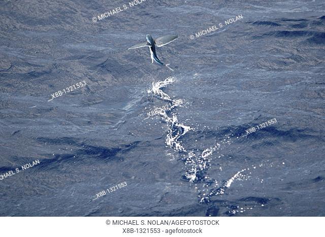 Atlantic flying fish Cypselurus melanurus fleeing the bow and taking flight for safety near Ascension Island in the Atlantic Ocean