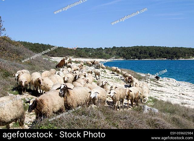 Genügsame Schafe in Istrien finden auch auf der karstigen Halbinsel Kamenjak noch Gräser und Futter