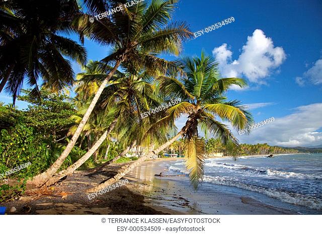 Tropical palms overhanging the beach near Yabucoa, Puerto Rico, West Indies