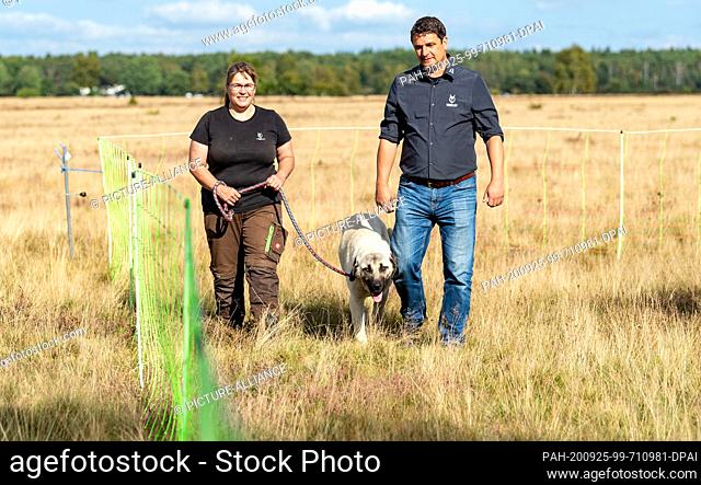 25 September 2020, Lower Saxony, Schneverdingen: Nicole Benning walks along an electric fence for sheep with her Kangal flock protection dog and Peter Schütte