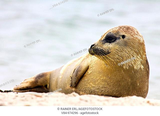 Seehund / Harbor Seal / Common Seal / Phoca vitulina