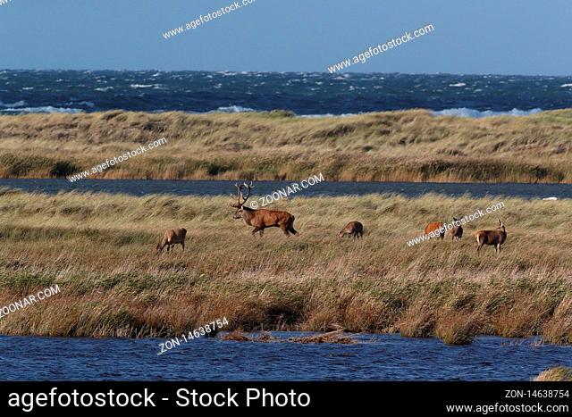 Red Deer(Cervus elaphus), Western Pomerania Lagoon Area National Park , Darss, Germany