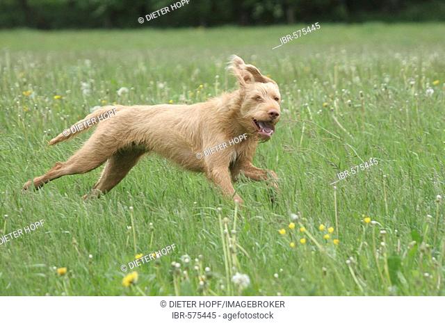 Hungarian Wirehaired Vizsla, hunting dog, jumping