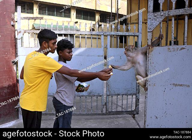 DHAKA, BANGLADESH - AUGUST 12: Japanese macaques are fed by a visitor, that walking on the streets of Gandaria amid Covid-19 pandemic