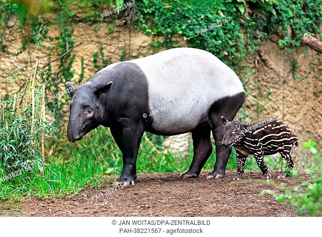 A malayan tapir pup (R) follows its mother 'Laila' through the enclosure at the zoo in Leipzig, Germany, 7 March 2013. The zoo in Leipzig is still looking for a...