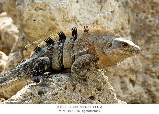 Black Spiny-tailed / Black Iguana / Black Ctenosaur on rocky foreshore, Florida, USA