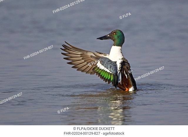 Northern Shoveler Anas clypeata adult male, wing stretching and flapping after preening on water, Slimbridge, Gloucestershire, England, march