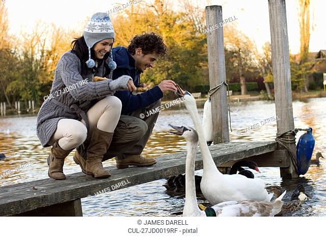Couple feeding swans