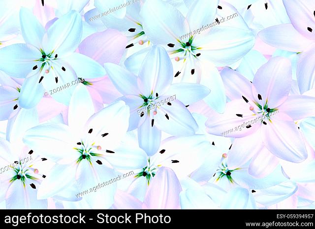 White lily flowers background. Floral greeting card